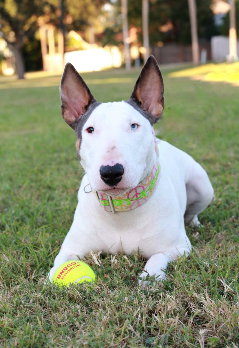 Rugaz Rescue Inc's "Rosie"  -  Adopted!   2025