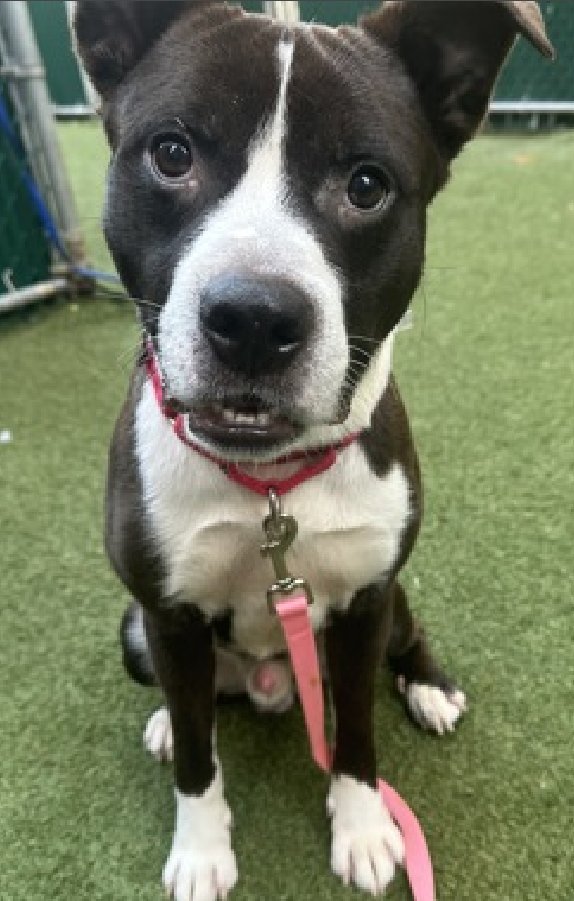 NMBewitched's tweet photo. Yikes...
This post only had 25 RT's, poor Turk 

If I could #Adopt from #NYCACC 
Turk would be on my list

I love to wake up to a stretch from my pups 
A nuzzle to my hand or a kiss 
My pups run down the hallway, excited to go outside & then eat. 

Turk would fit in any home. Active but also a couch potato who believes in sun bathing, a nice long chew &  walks to explore.

You are missing a #SoulDog 
#AdoptMe