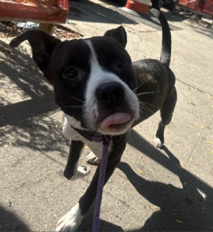 Yikes...
This post only had 25 RT's, poor Turk 

If I could #Adopt from #NYCACC 
Turk would be on my list

I love to wake up to a stretch from my pups 
A nuzzle to my hand or a kiss 
My pups run down the hallway, excited to go outside &amp; then eat. 

Turk would fit in any home.
