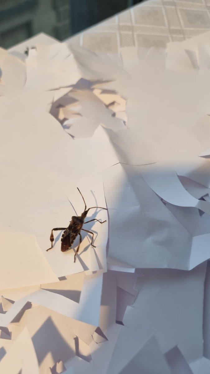 Mareks Gruškevics tweet media