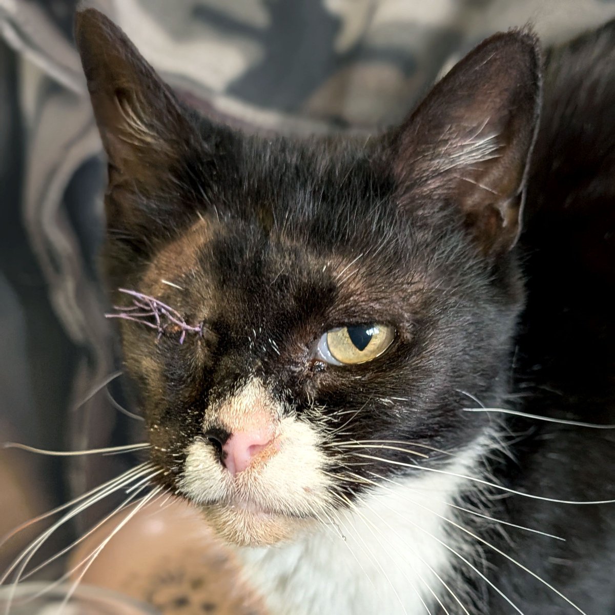 HumaneSocietyJeffCty tweet media