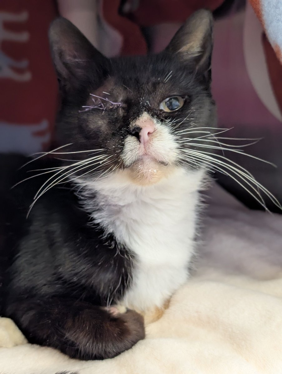 HumaneSocietyJeffCty tweet media