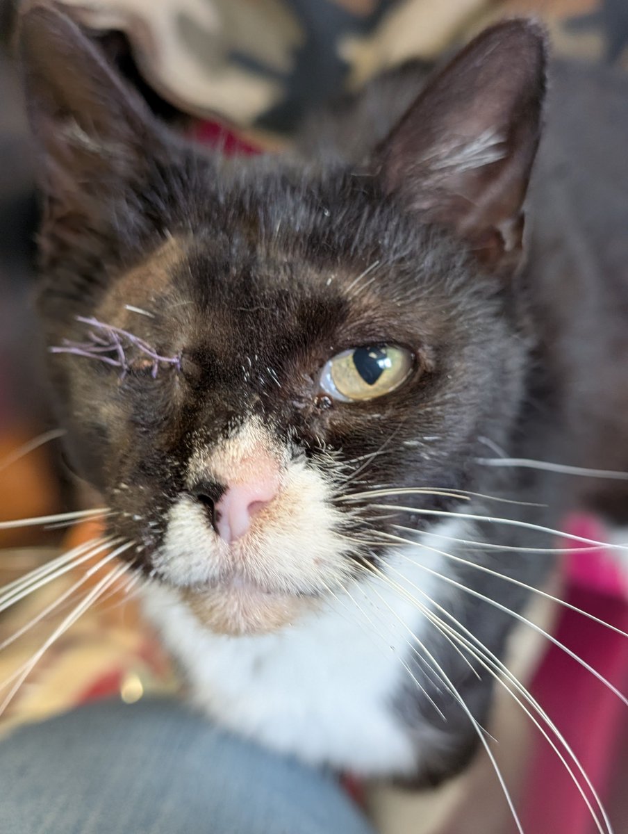 HumaneSocietyJeffCty tweet media