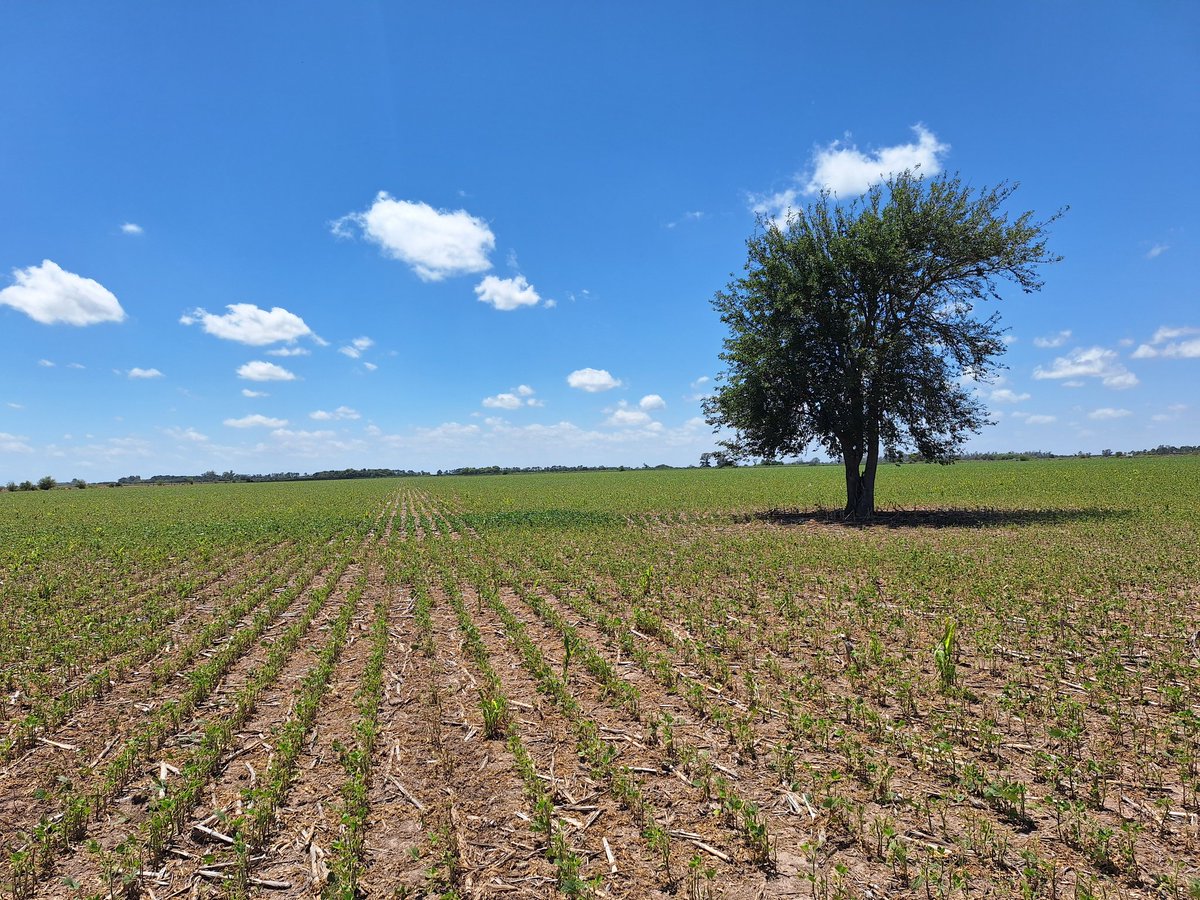 No tener mas árboles en el campo #granizo