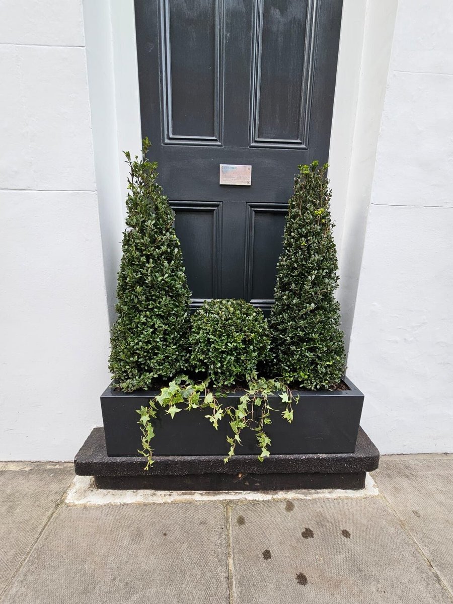 Meristem Design tweet media