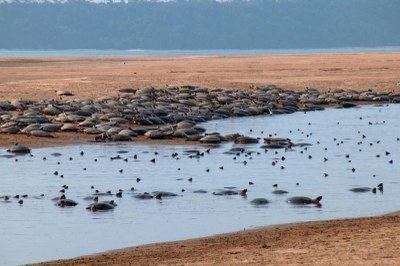 Justiça acolhe pedidos do MPF e determina fiscalização para proteger reprodução de tartarugas no Rio Xingu (PA)

➡️ Saiba mais: mpf.mp.br/pa/sala-de-imp…