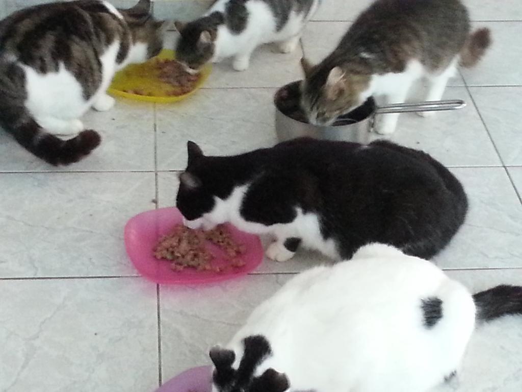 Reginas Tierrettung Preveza Griechenland 🐱 (@zaubermaus57) on Twitter photo 