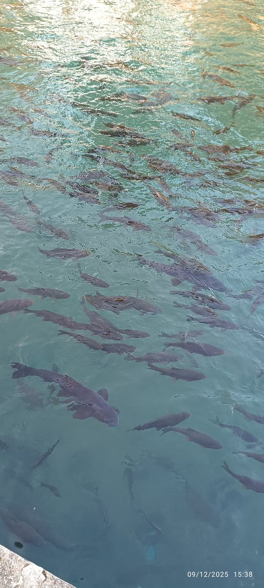 Şanlıurfa' da Balıklıgöl hatıramız...