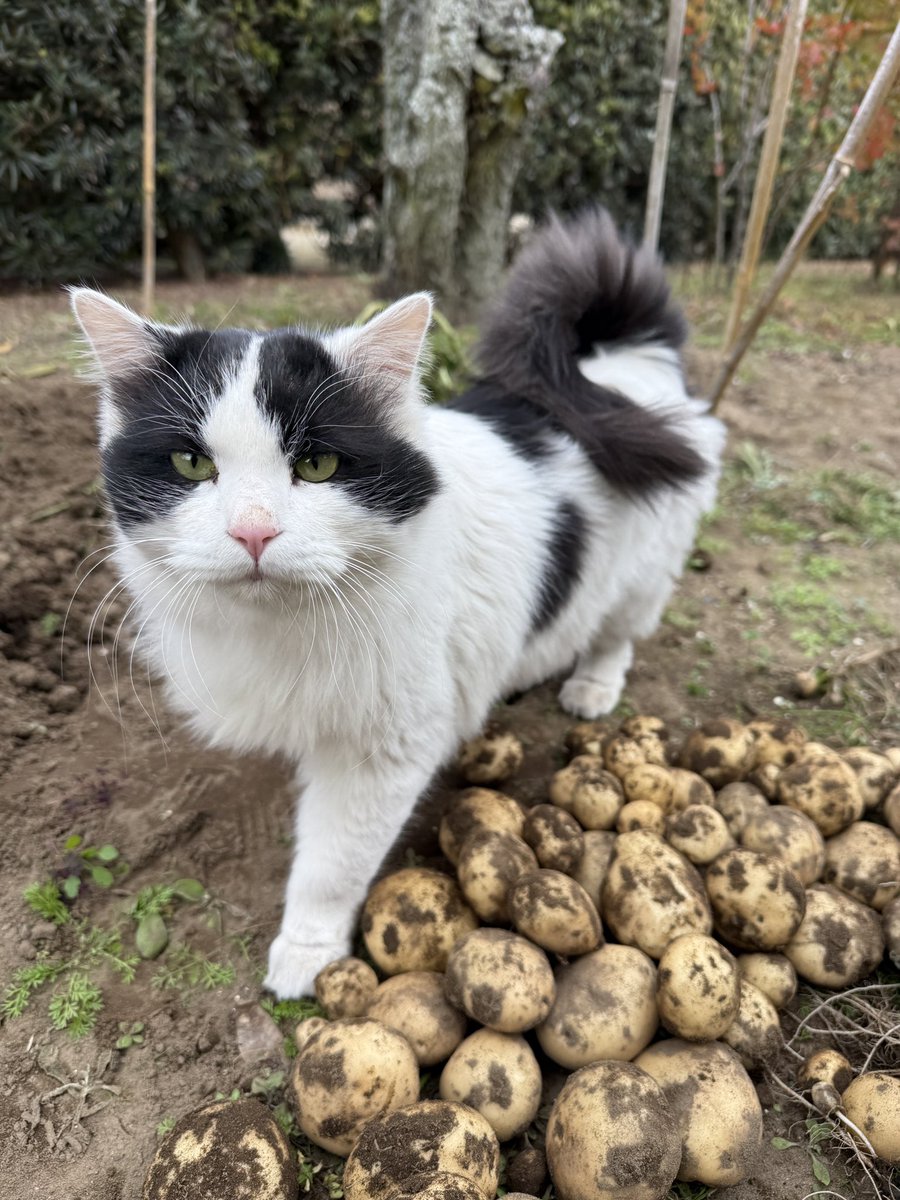 doracat43's tweet photo. じゃがいもとねこ https://t.co/05Jrd45vA8