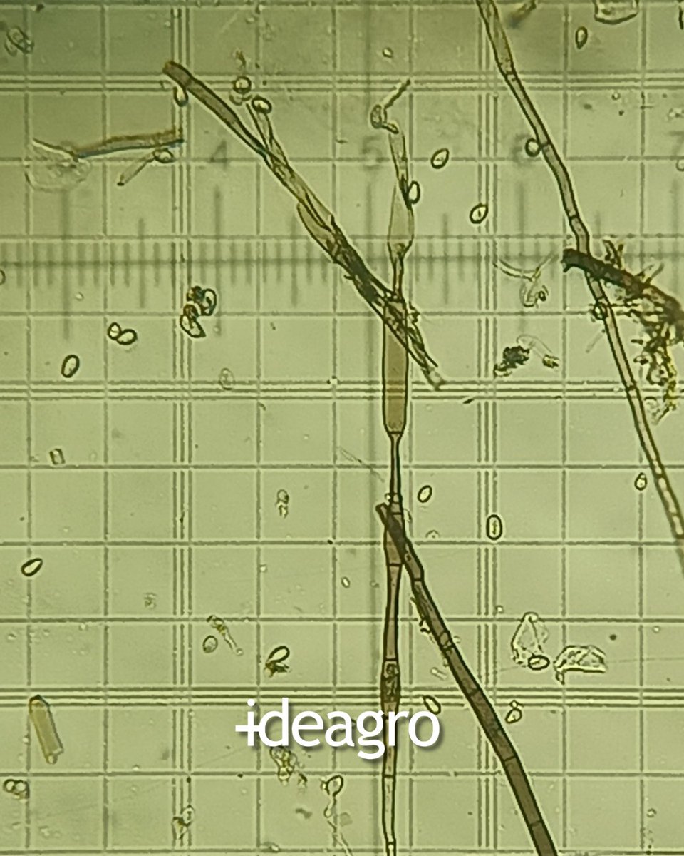 IDEAGRO tweet media