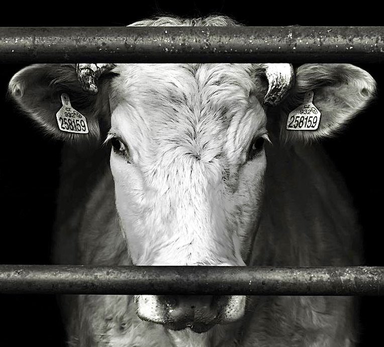 Refusing to participate in the systematic violent exploitation &amp; killing of other animals is a political act. Refusing to see them as commodities is an anti-capitalist act. The alternative is to yield to the vilest facets of neoliberal capitalism &amp; enforce the politics of fascism