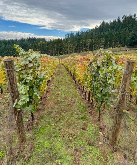 allison_wallace's tweet photo. Rodeo Hills might only be 7 acres, but Jared Etzel is definitely making it count. Forget living in the shadow of a famous last name, he’s building something genuinely his own. Read the article here:  https://t.co/PPw43w3exw
#wine #orwine #winewednesday https://t.co/FGeSkBzmWp