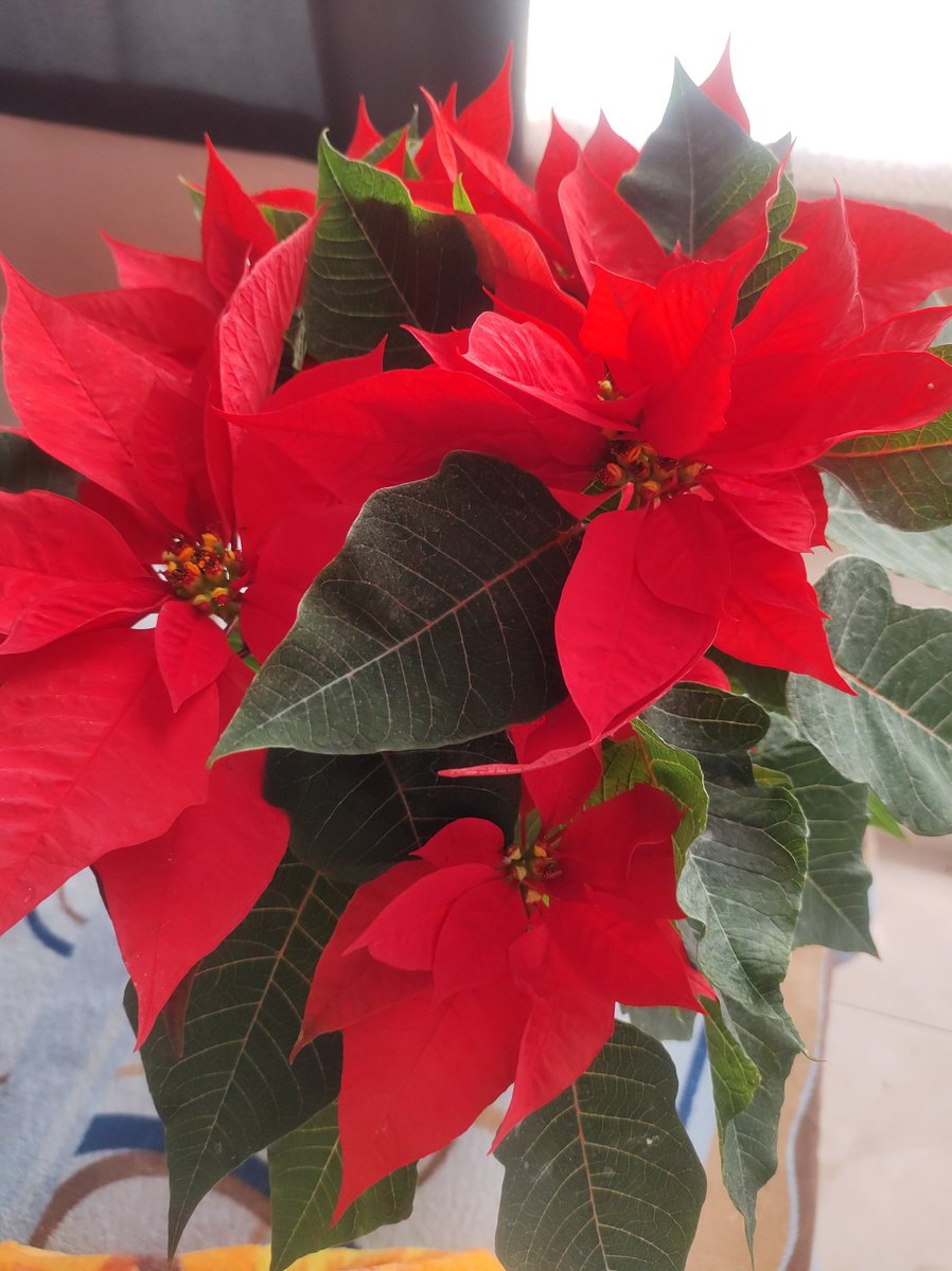 Conyrm08's tweet photo. #TenangodelValle
Diciembre ..🌲☃️✨🧚🏻 https://t.co/dk5cfx4aVO