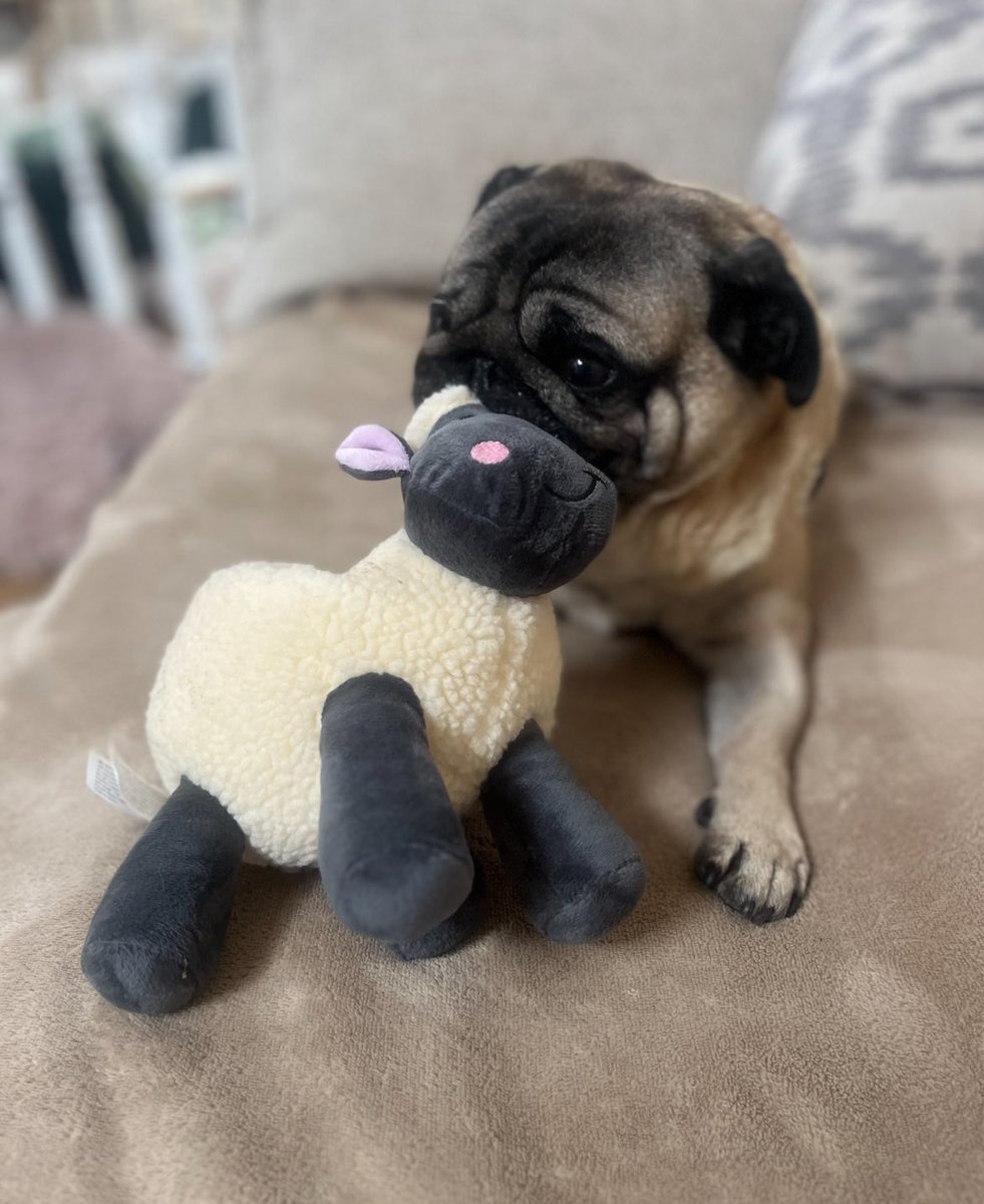 lestroy's tweet image. Happy birthday (for yesterday ) to the lovely Aunty lady @JaneFallon  
Thank you for always been so adorable and kind to all us animals 🐾
We love you and we like to think and hope you smell like our best sniffy walks ever !!! 
Love from Wilf ,Ralph 💙💙❤️