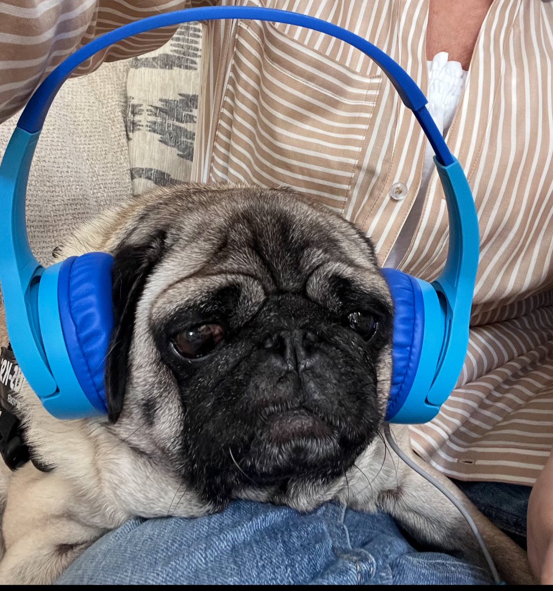 lestroy's tweet image. Happy birthday (for yesterday ) to the lovely Aunty lady @JaneFallon  
Thank you for always been so adorable and kind to all us animals 🐾
We love you and we like to think and hope you smell like our best sniffy walks ever !!! 
Love from Wilf ,Ralph 💙💙❤️