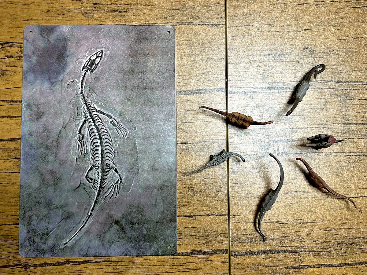 ケイチョウサウルス　台座付き ケイチョウサウルス 台座付き 中国貴州省産『ケイチョウサウルス化石