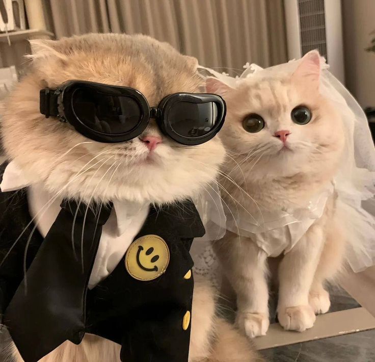 Cats all the way (@nekocatts) on Twitter photo 