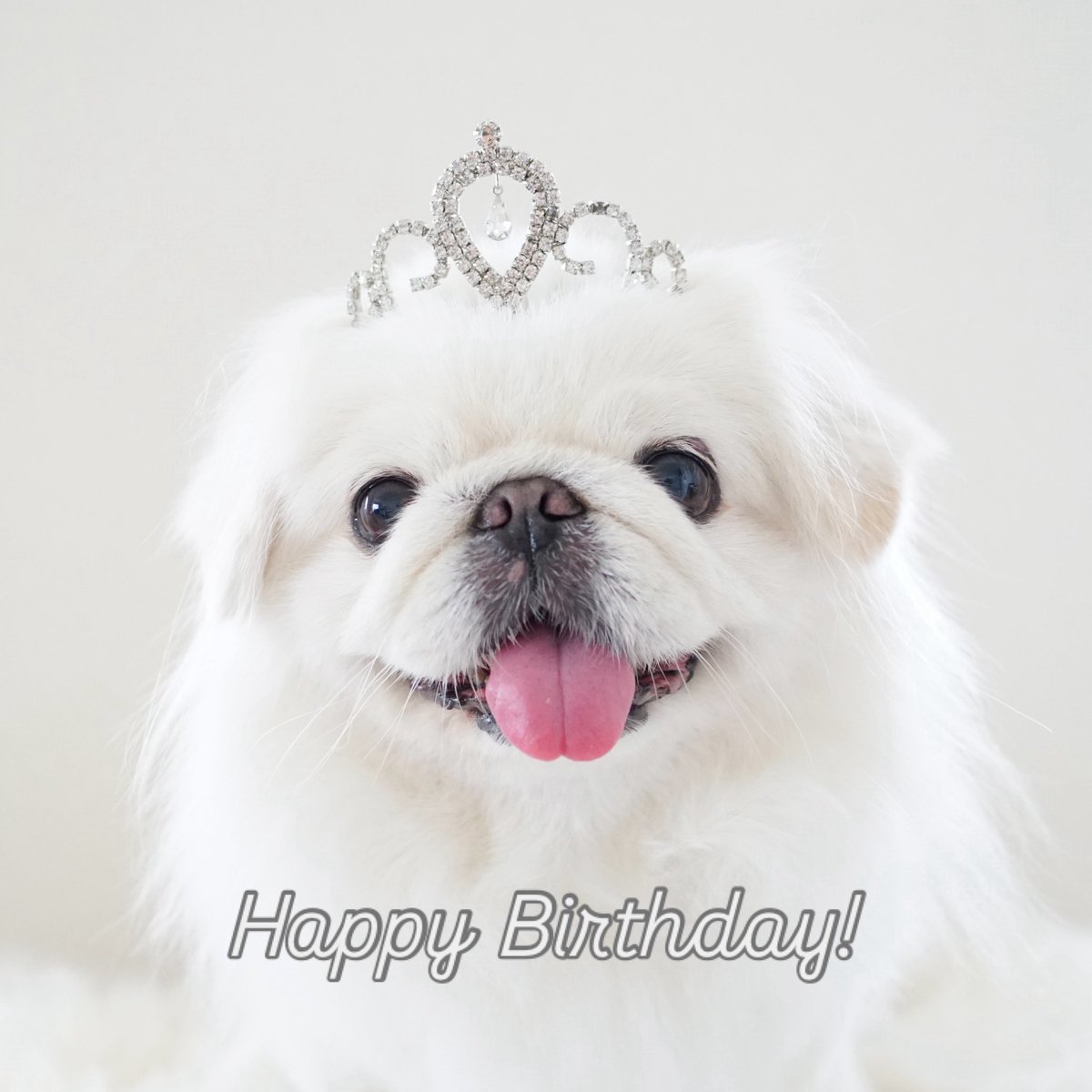 わたちゃん♡Happy Birthday🎉
12月11日  12歳になりました！
毎日かわいくて可愛くて♡
本当にありがとう！！
11歳も穏やかに楽しく毎日過ごすことができました♪
12歳も良く食べて たくさんお散歩して 良く寝る
当たり前のようで当たり前ではない
そんな日常を大切にしたいと思います♪