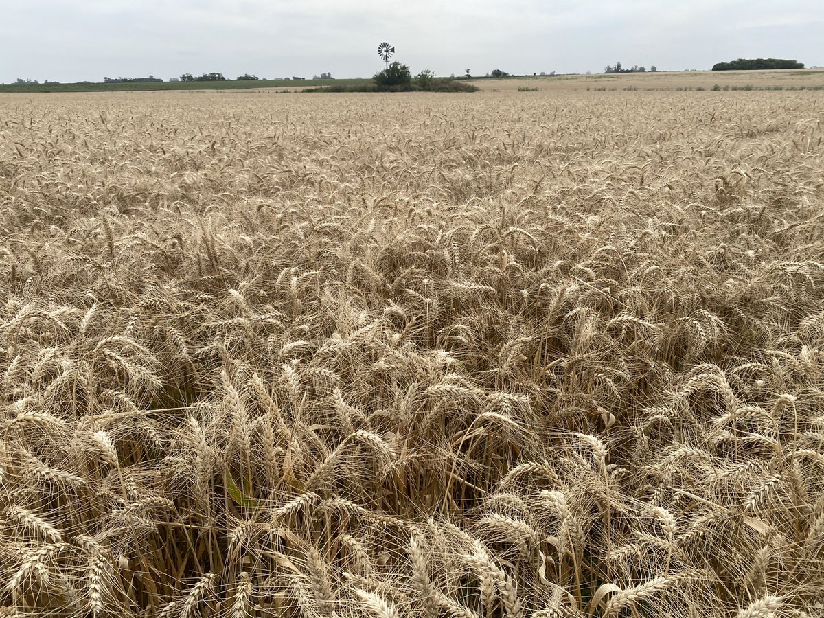 Si bien la humedad y el nitrógeno disponible explican siempre la mayor parte de los altos rendimientos en trigo y cebada, fueron las bajas temperaturas durante el período de llenado de granos las que definieron la mayor cosecha de trigo de la historia.