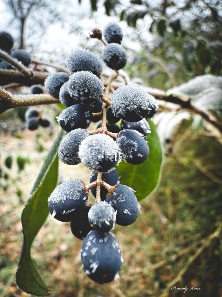 Weedhopper🦗 (@weedhopper96) on Twitter photo 