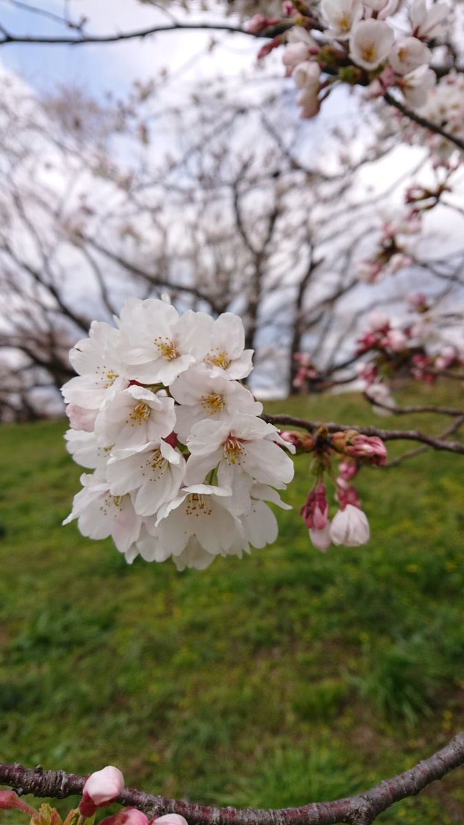 Vanessa Natali (@_natalifranco_) on Twitter photo 