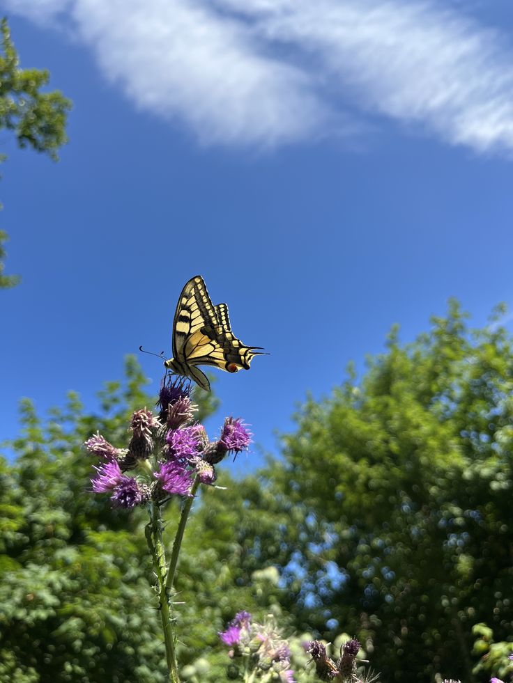 Vanessa Natali (@_natalifranco_) on Twitter photo 