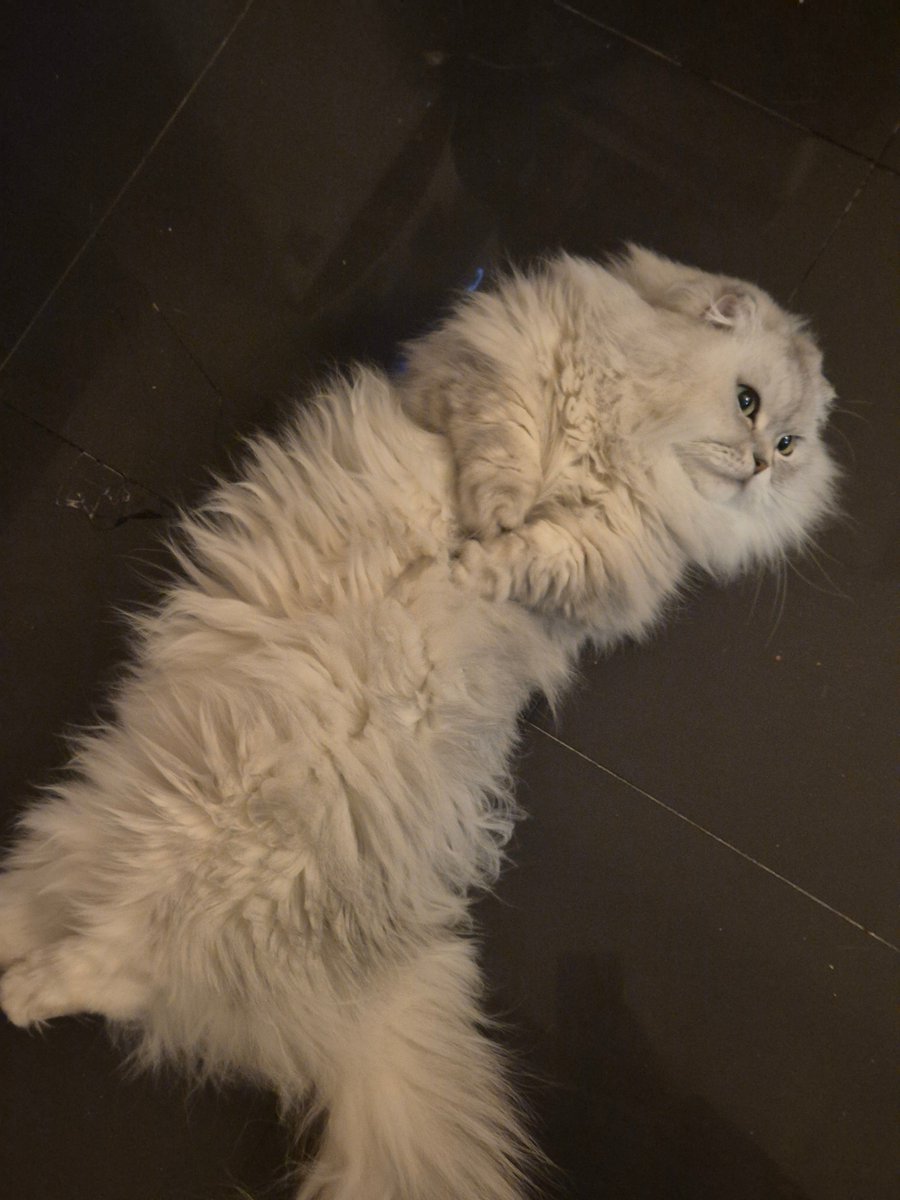 ㄴㅁ귀여웡 생새우가튼 고냐니