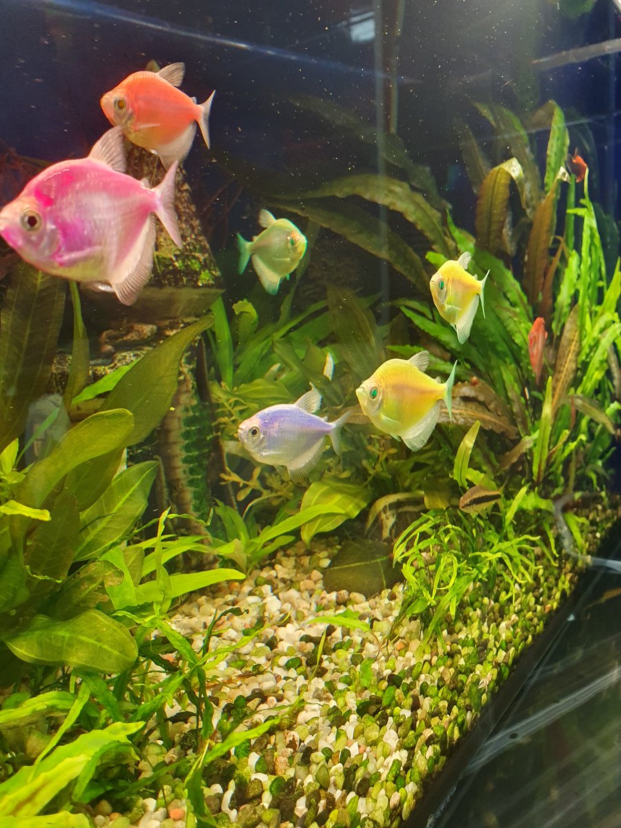 OlgaVlasenko_82's tweet photo. Aquarium fish 🐠
#mobilephoto https://t.co/kowkiKM0K0