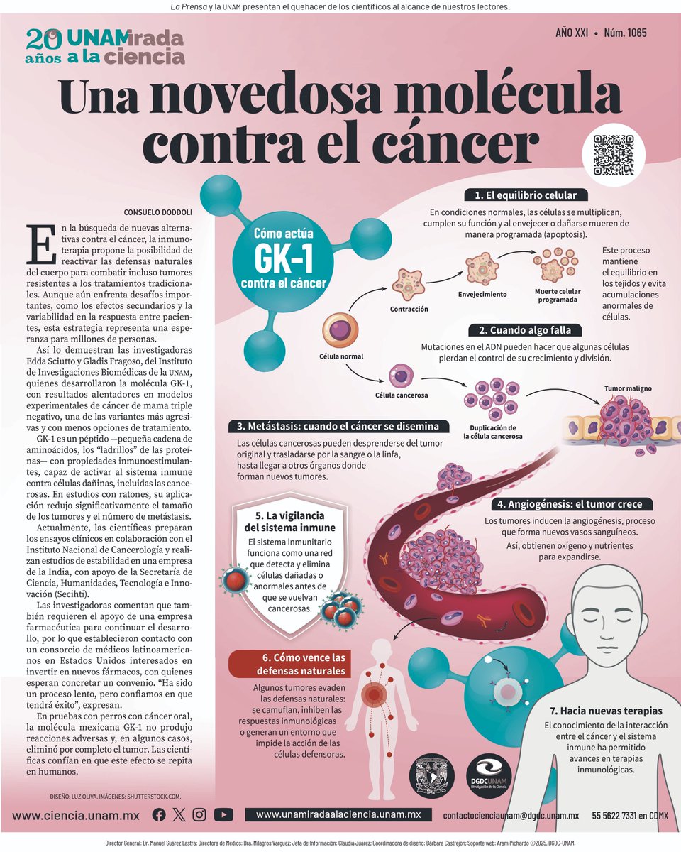 En #UNAMirada a la Ciencia te contamos sobre la molécula GK-1 que tiene propiedades capaces de activar al sistema inmune contra células cancerosas.
En estudios con ratones, su aplicación redujo el tamaño de los tumores y el número de metástasis: bit.ly/3Mqmknr