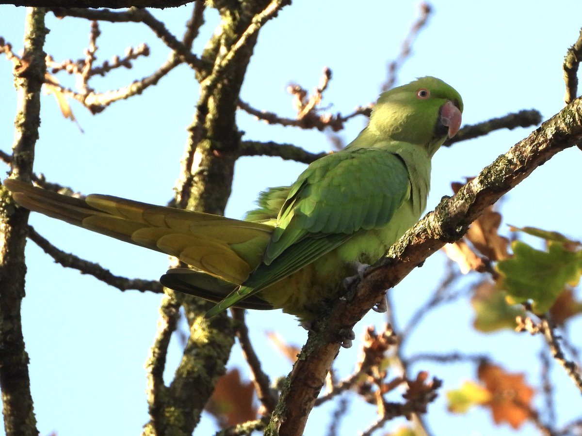 Andrew C Sims tweet media