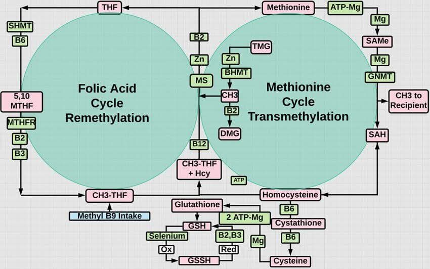 WilliamWallace's tweet photo. Methylation is your body's on/off switch for health

Methylation is how your body moves tiny chemical tags (methyl groups, “CH₃”) onto DNA, proteins, and neurotransmitters. It’s like flipping switches that control mood, energy, detox, and gene expression.

🔹 The Two Primary Cycles

Folate Cycle: Folate (B9) is converted into methyl-folate, the form that can donate methyl groups. This depends on enzymes like MTHFR, and cofactors such as B2, B3, and B6.
💡 Example: People with MTHFR variants may need methyl-folate supplements because they convert folic acid less efficiently.

Methionine Cycle: Methionine (from protein) is turned into SAMe — the body’s “methyl donor.” SAMe hands off methyl groups to hundreds of reactions, from neurotransmitter balance to DNA repair.
💡 Example: SAMe is sometimes prescribed in Europe as a mood support supplement because of its role in serotonin and dopamine metabolism.

🔹 The Recycling Link
Folate and methionine cycles connect through B12 and zinc, which help transfer methyl groups from folate into the methionine cycle.
💡 Example: If B12 is low, homocysteine builds up — a lab marker often linked to cardiovascular risk.

🔹 Cofactors Matter

B vitamins (B2, B6, B9, B12): Run the cycles.

Magnesium & ATP: Provide energy for the reactions.

Zinc & Selenium: Help enzymes work and support antioxidant defenses.
💡 Example: Magnesium deficiency can slow methylation even if folate and B12 intake are adequate.

🔹 Why It Matters

Efficient methylation = steady neurotransmitters, healthy detox, stable DNA, resilience against stress.

Blocked methylation = fatigue, mood changes, high homocysteine, poor detox.
💡 Example: This is why “methylated” B vitamins (methylfolate, methylcobalamin) are included in many advanced supplements.

Methylation isn’t one reaction - it’s a nutrient-driven relay between folate and methionine cycles. With enough B vitamins, magnesium, zinc, and methyl donors, your body keeps the switches flipped in the right direction.