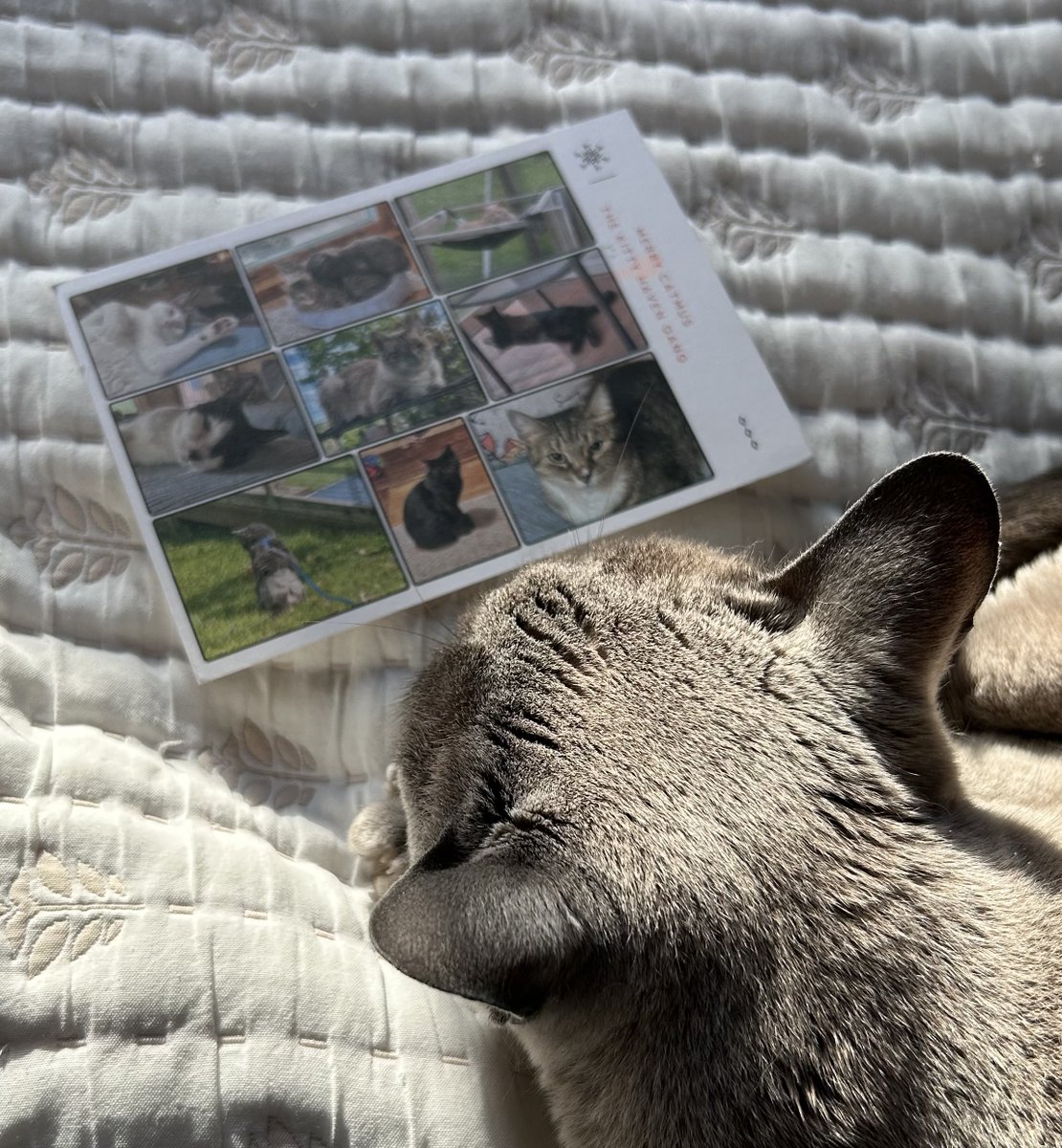 Flossie ❤️ Kringle tweet media