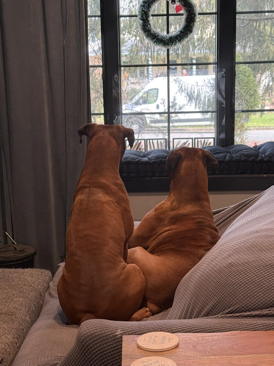 Zeus and Luna on wont look Wednesday keeping an eye on the Amazon guy  

#boxerpuppy #boxerdogs #boxerlife 
#boxerlovers #boxersrock #boxersoftwitter #boxerdogsoftwitter #dogsoftwitter #dogsofx