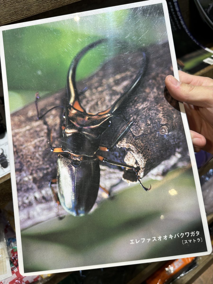 かぶぶくわわ (@mushi_lowkun) / Posts / X