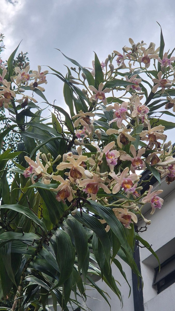 _eritrocito's tweet image. ¿Envidia? Solo de la persona que tiene esto en su antejardín.