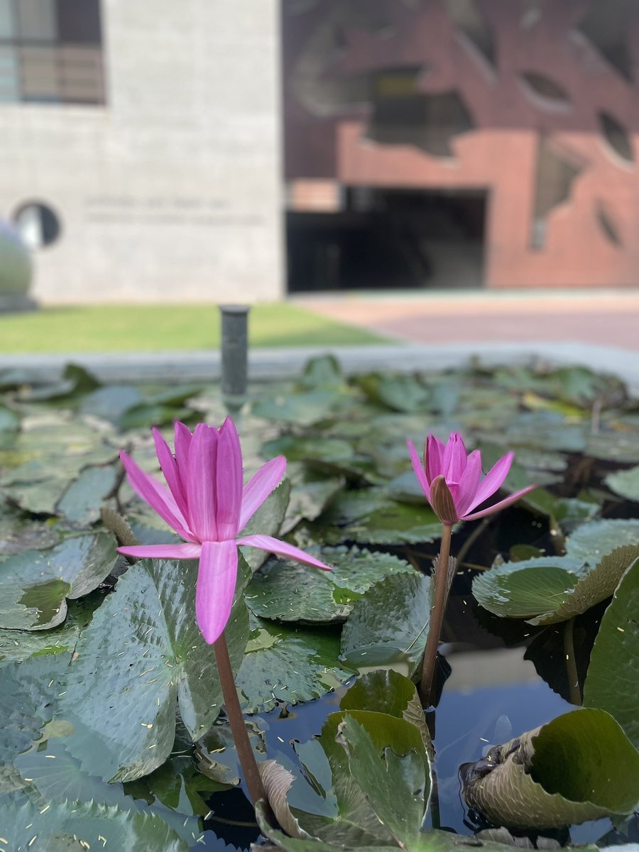 promila_agarwal's tweet photo. Happy Birthday, IIMA. You’ve aged better than my H-index &amp; my patience for “grades..attendance, Reviewer-2.. deadline..emails. Still standing tall, still red, still making students cry❤️ https://t.co/VPUePtpqji