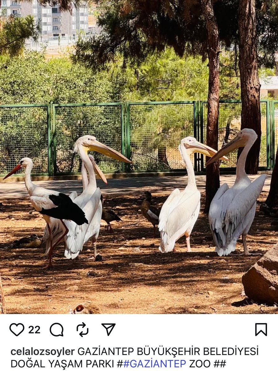zorlu1242025's tweet image. x.com/muzirorg/statu…
Gaziantep hayvan hapishanesinde pelikanlar uçamasın diye kanatlarının ucunun ampute edildiğini biliyor musunuz?
Peki her yerde elektrikli teller olduğunu? Hayvanların tümününse sağlıkları bozuk.

#Güllü #Karabağ