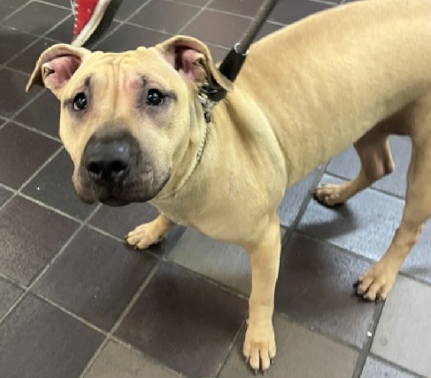 TAV4ACCMedicals's tweet image. Brie was #Adopted 
#Returned for being sick 
CIRDC (Kennel Cough) 
Adopter said "Too Much"🤬

Now Brie, sick &amp;amp; heartbroken is in a cage; again🔥
Let's get her out &amp;amp; safe 
This girl will shutdown &amp;amp; die😭

#Pledge4Rescue 
#FosterMe 
nycacc.app/#/browse/242359