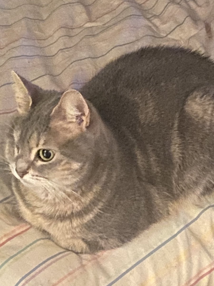 Je met une prime sur ce chat