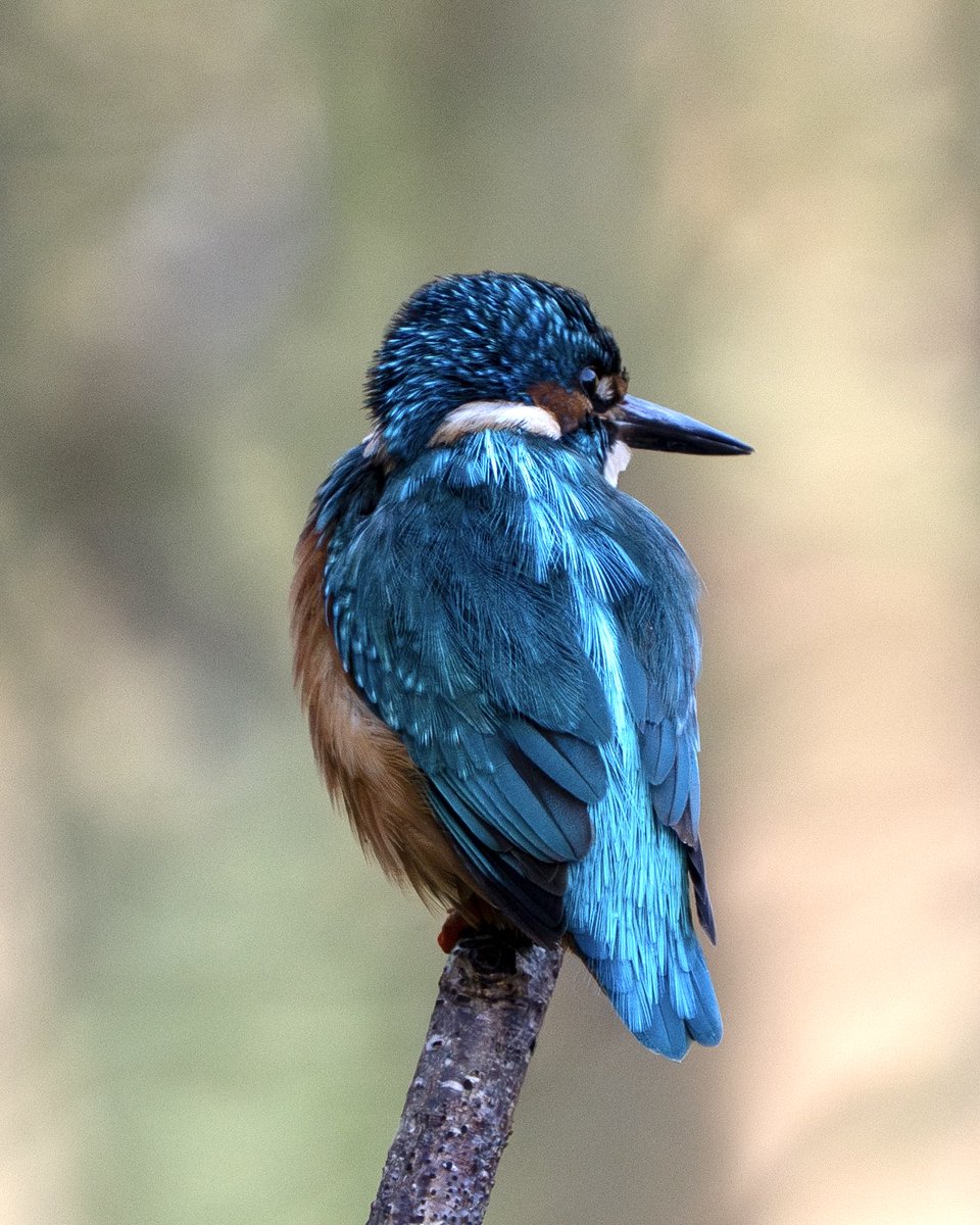 James Darby tweet media