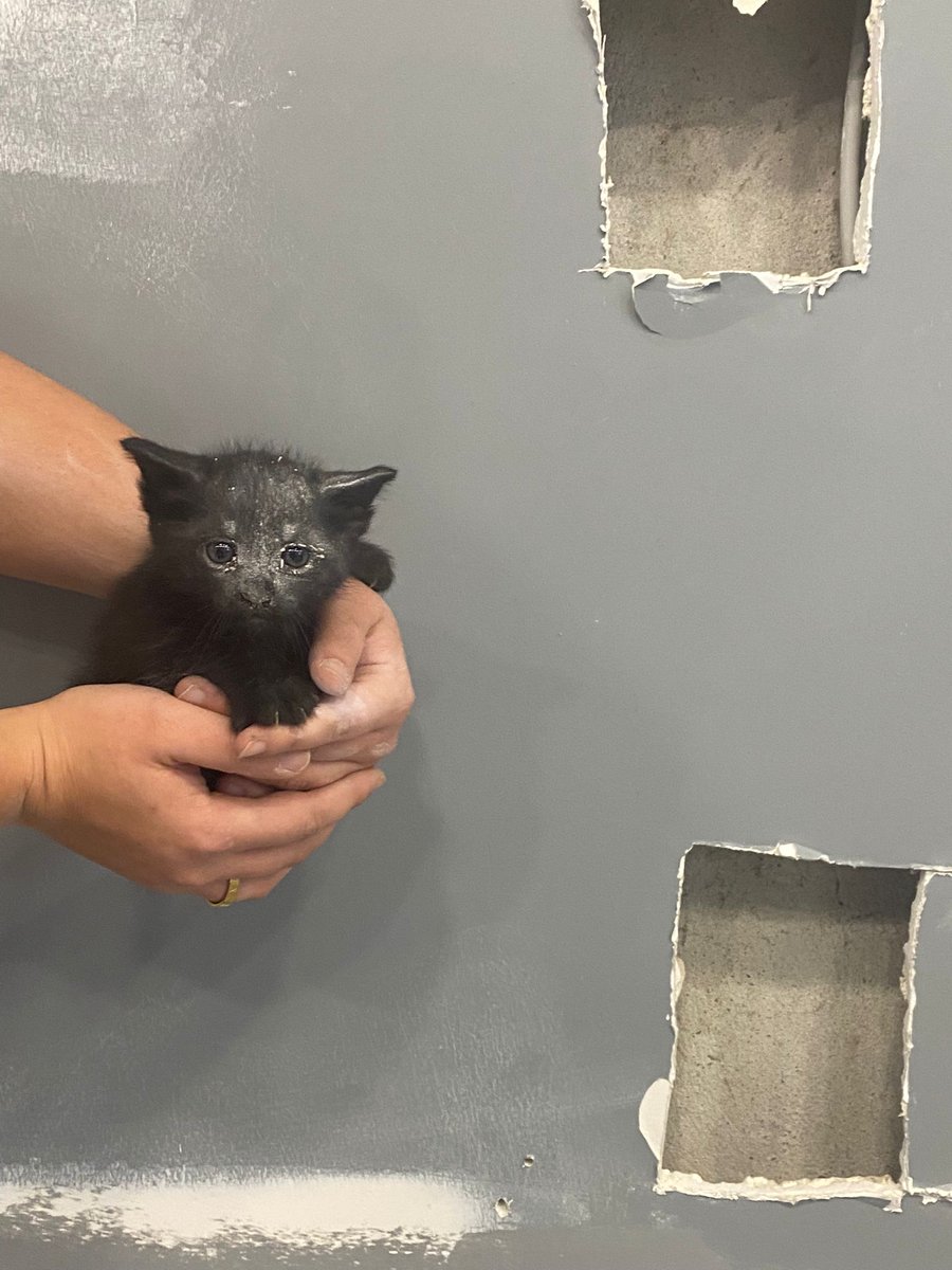 Annemiz doğuracak yer olmadığı için bizi Türrktelekom tabelasının içine doğurdu. Kardeşim ve ben duvar boşluğuna düştük. bütün gün ağladık, sonunda yerimizi bulup
bizi cıkardılar.  Biraz büyüdük artık mama yiyebiliyoruz. bi ailemiz olsa... hava çok soğuk, bizi paylaşır mısınız 🙏