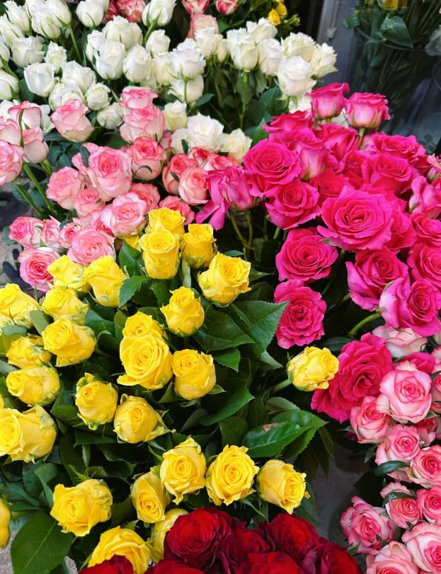 eliza35487's tweet photo. Find me where the flowers grow 🌷🌿 https://t.co/EX6nGQM6Rd