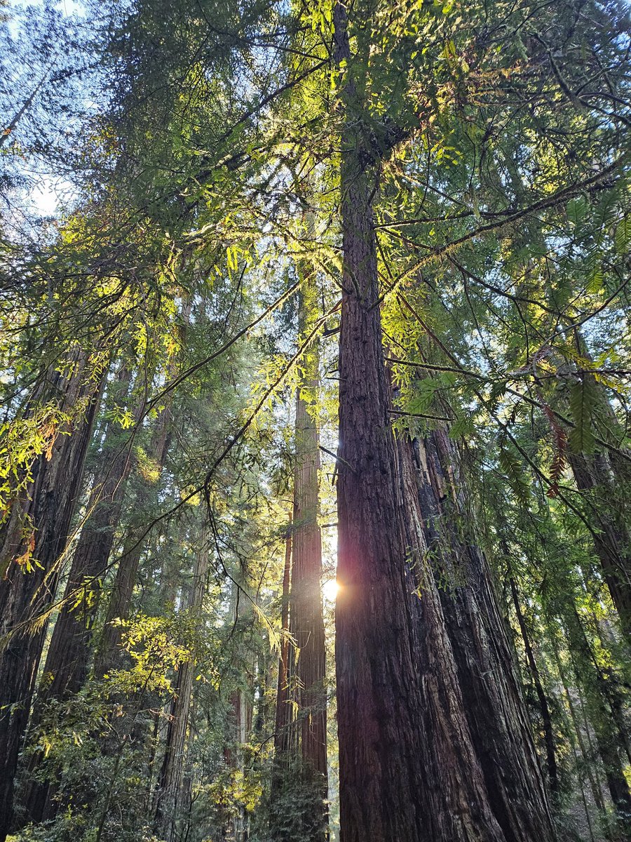IllustrisFlamma's tweet photo. I love catching sunlight coming through trees and it always makes me think of Hobi saying hi so this week's #TGLIWBTS is extra happy💜 #SunlightForHobi https://t.co/6enkin83I3
