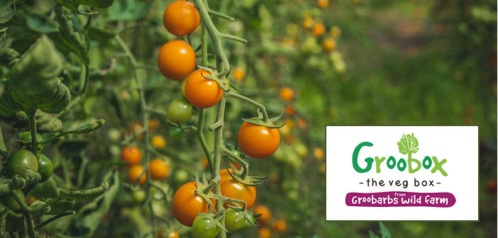 FEATURED: Do you grow tomatoes, peppers or aubergines?

Read more via #HortNews>> hortnews.com/articles/horti…

<a href="/Groobarbs/">Groobarbs</a> #ukfarmers