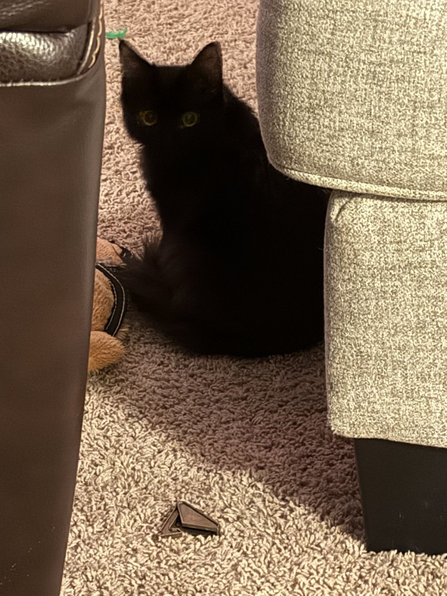 SpiftyCbr's tweet image. Her name is Twila and I love her