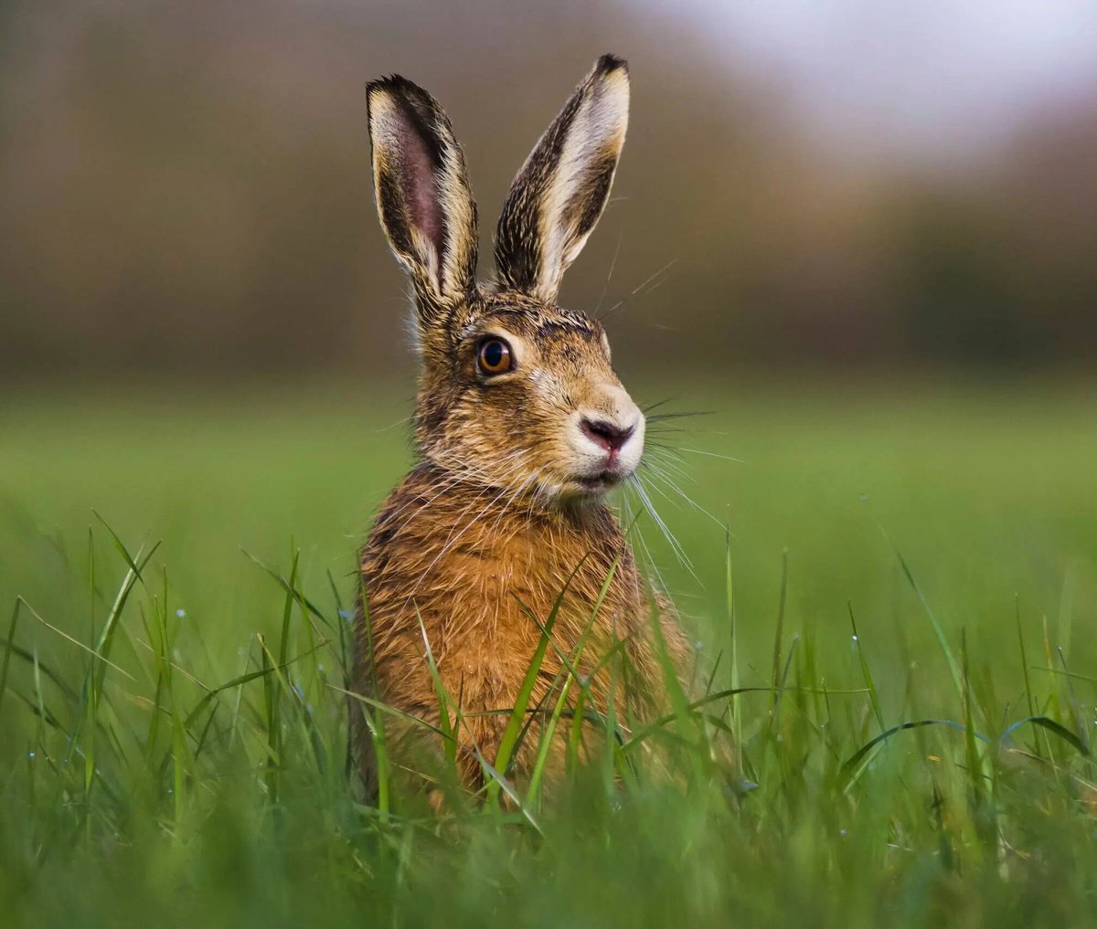 WWFitalia's tweet image. La Commissione europea smonta le tutele ambientali 🇪🇺

Oggi sono stati presentati l’Omnibus Ambiente e il Pacchetto Reti.

Si tratta di provvedimenti che con la scusa di semplificare mettono a rischio la #natura e la salute umana👇

wwf.it/pandanews/ambi…