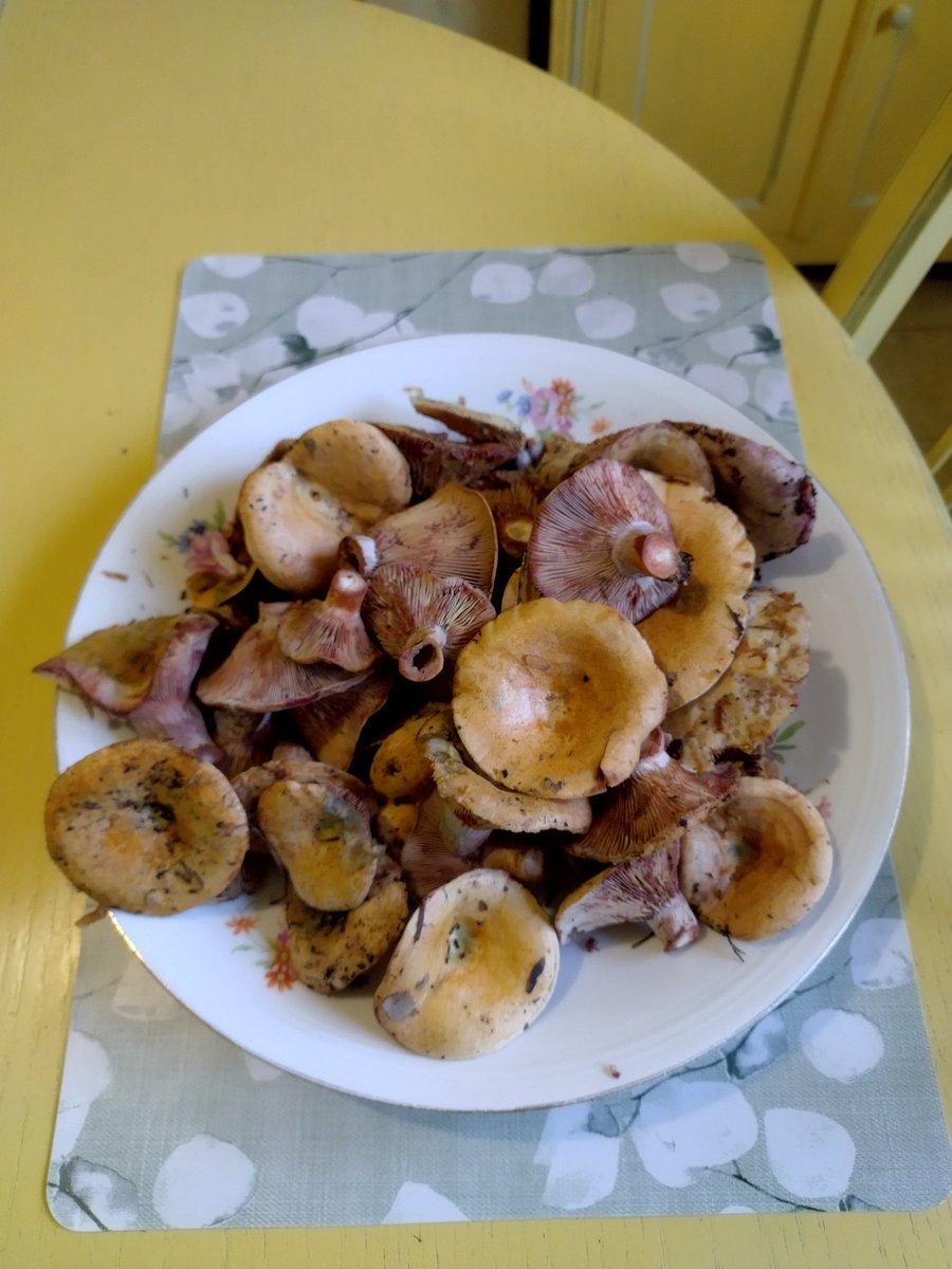 Deuxième ceuillette de Lactaires délicieux en 3 jours 
Il aura fallu attendre mi décembre pour ramasser des champignons 🍄🤦🏻‍♂️
Soit, c'était sec
Soit,il pleuvait mais c'était pas la bonne lune 
Soit, ça gelait
Maintenant, j'en ramasse presque de trop 🤔🤗😂🤩😛👍🏻