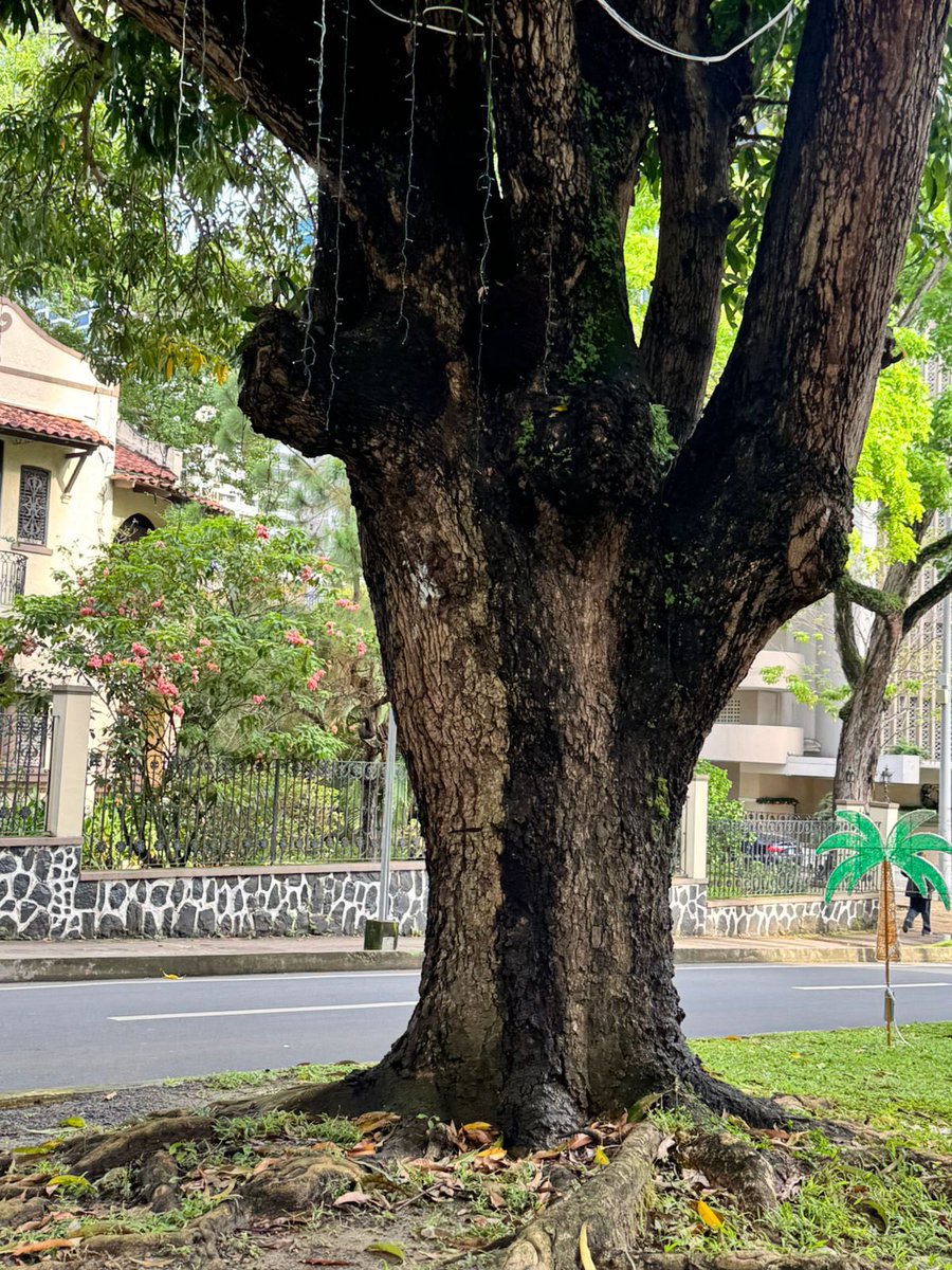 Mayer Mizrachi tweet media