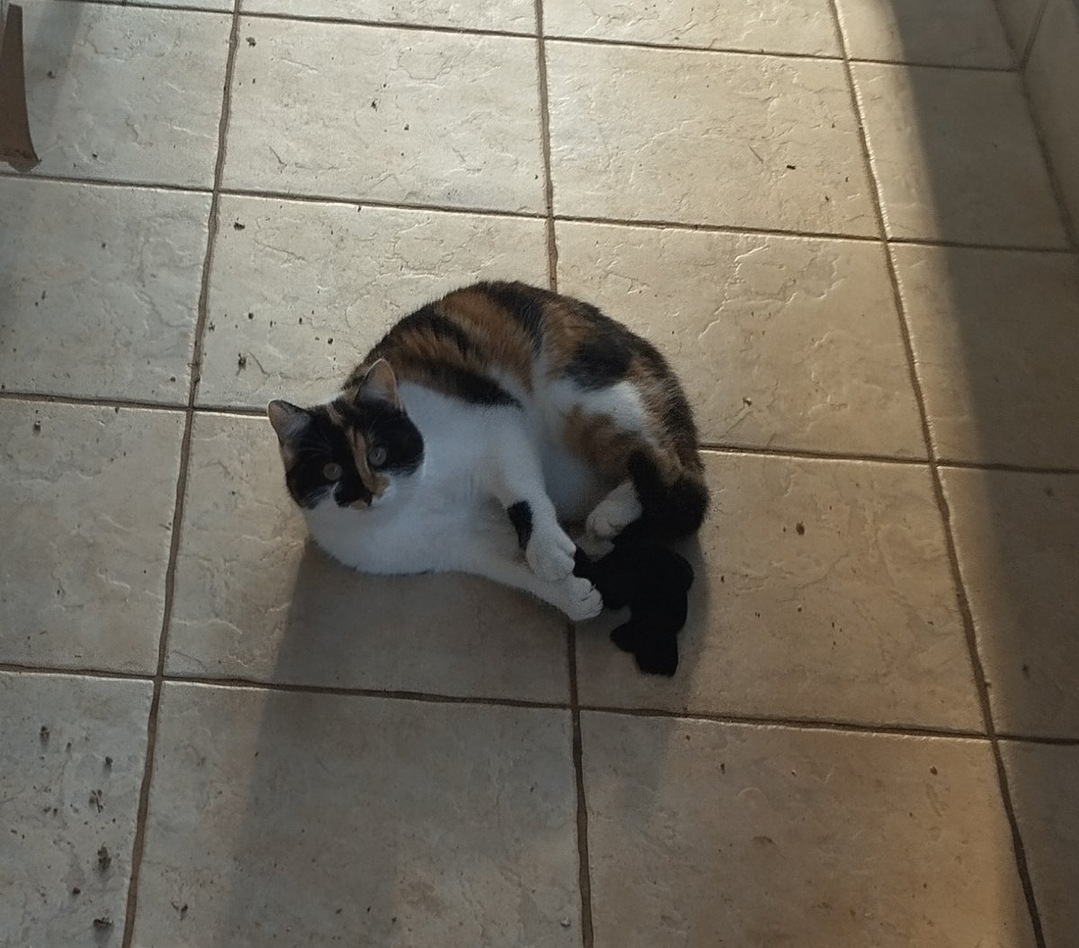 NatStepic's tweet image. A little thief stole my glove.