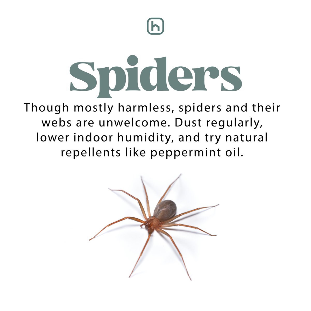 Hawx Pest Control tweet media
